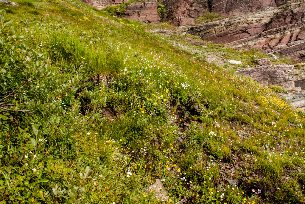 Grinnell Glacier Wildflowers