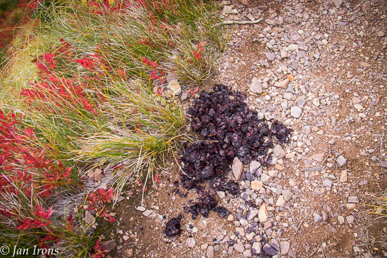 Bear scat was frequent along the trail - obviously they'd preceded us. But they didn't take all the huckleberries!