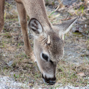 National Key Deer Refuge