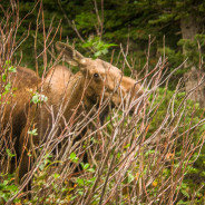 Scary Moose Encounter!