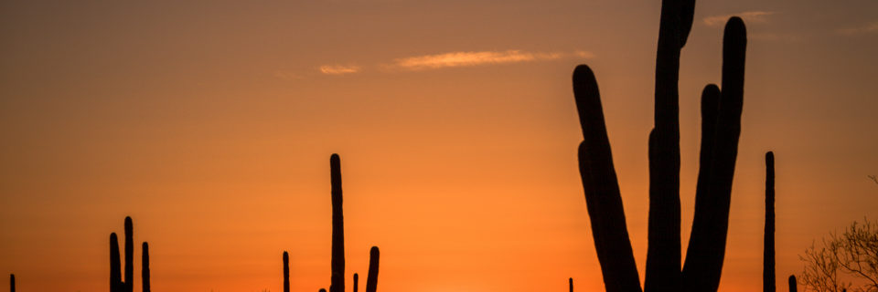 Tucson, AZ … a Desert Awash in Saguaros!
