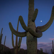Iconic Saguaro Cactus:  10 Things You Never Knew!
